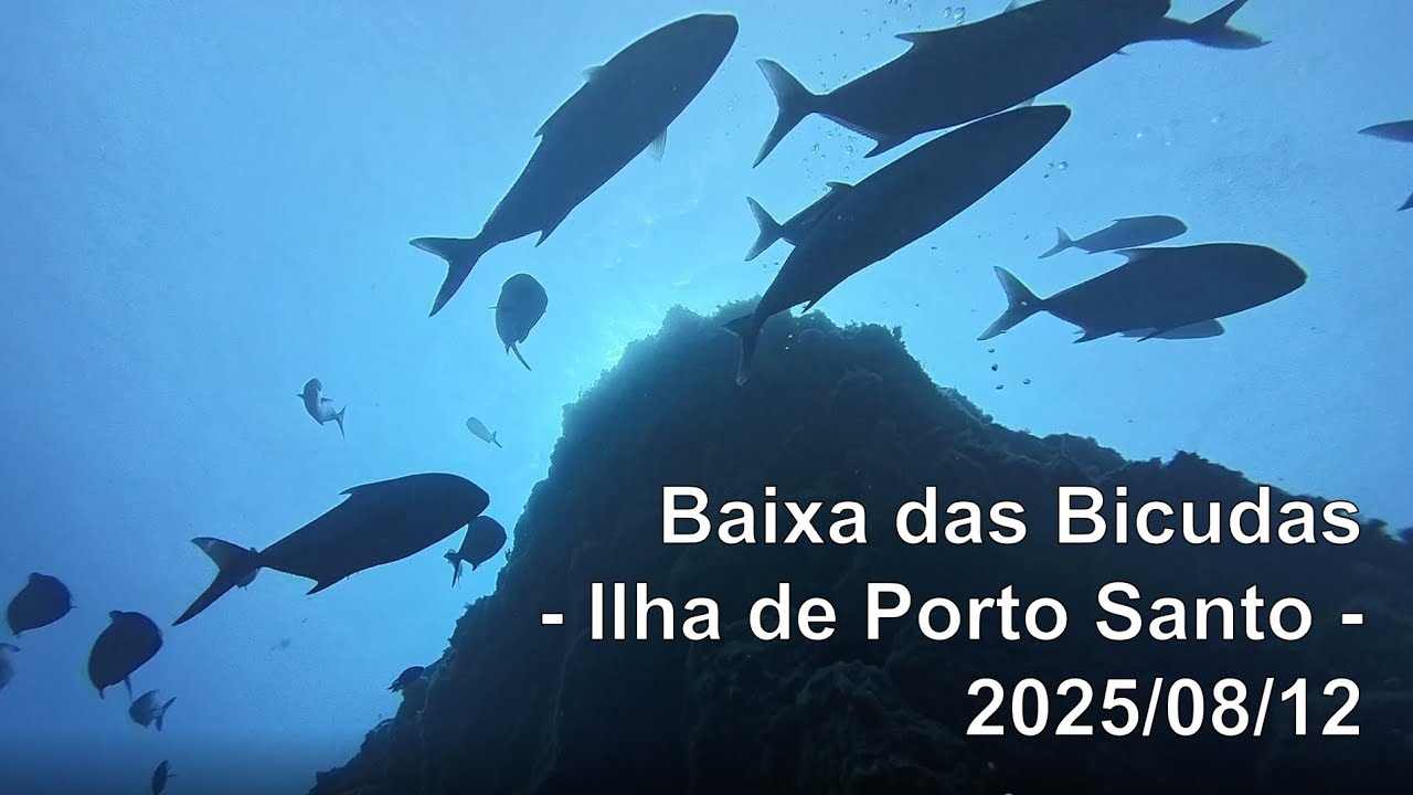 Mergulho na Baixa das Bicudas – Ilha de Porto Santo - 2025/08/12
