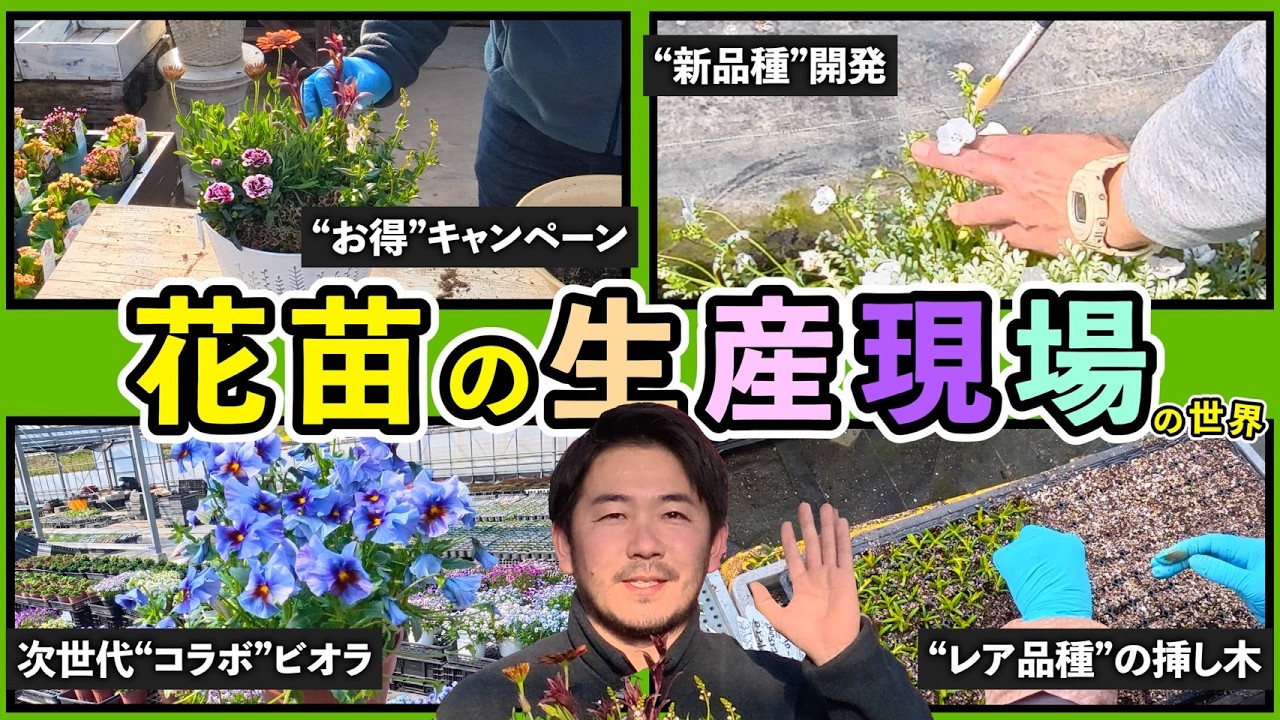 【花の定期便3月】生産現場で発見！次世代コラボビオラ＆お得な限定特典もあるよ！