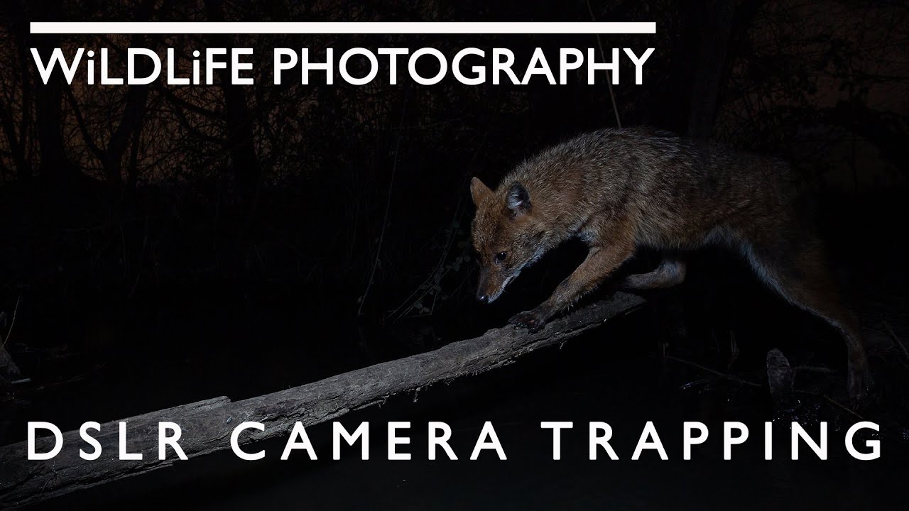 Episode 4 - DSLR Camera Trapping with Camtraptions PIR V3 - wildcat, fox, badger, marten & jackal.!