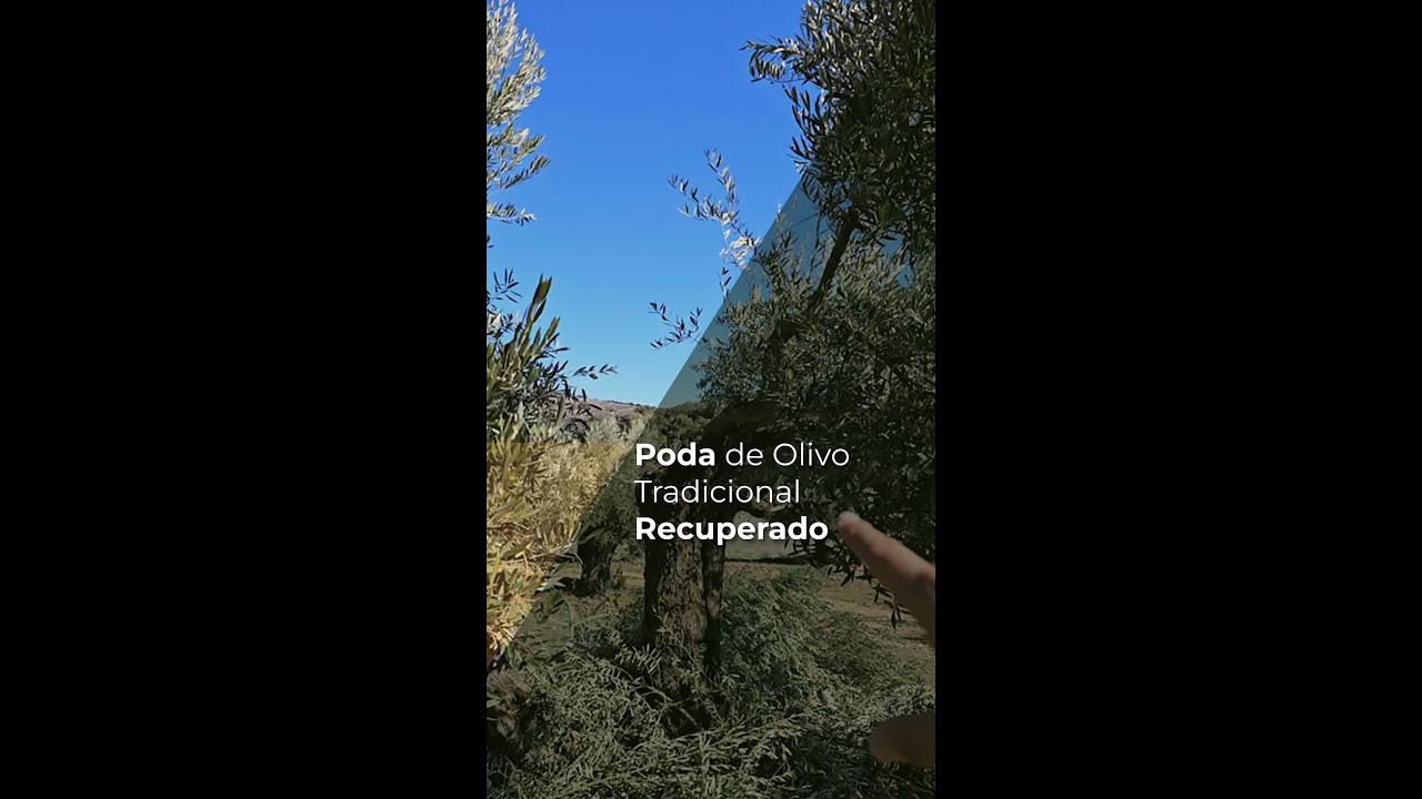 PODA DE OLIVO TRADICIONAL RECUPERADO
