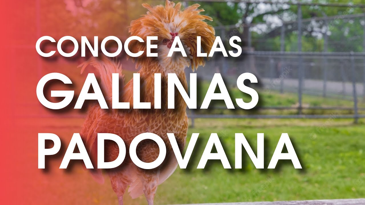 Gallina Padovana 🐔 La raza de gallina con el mechón mas bello