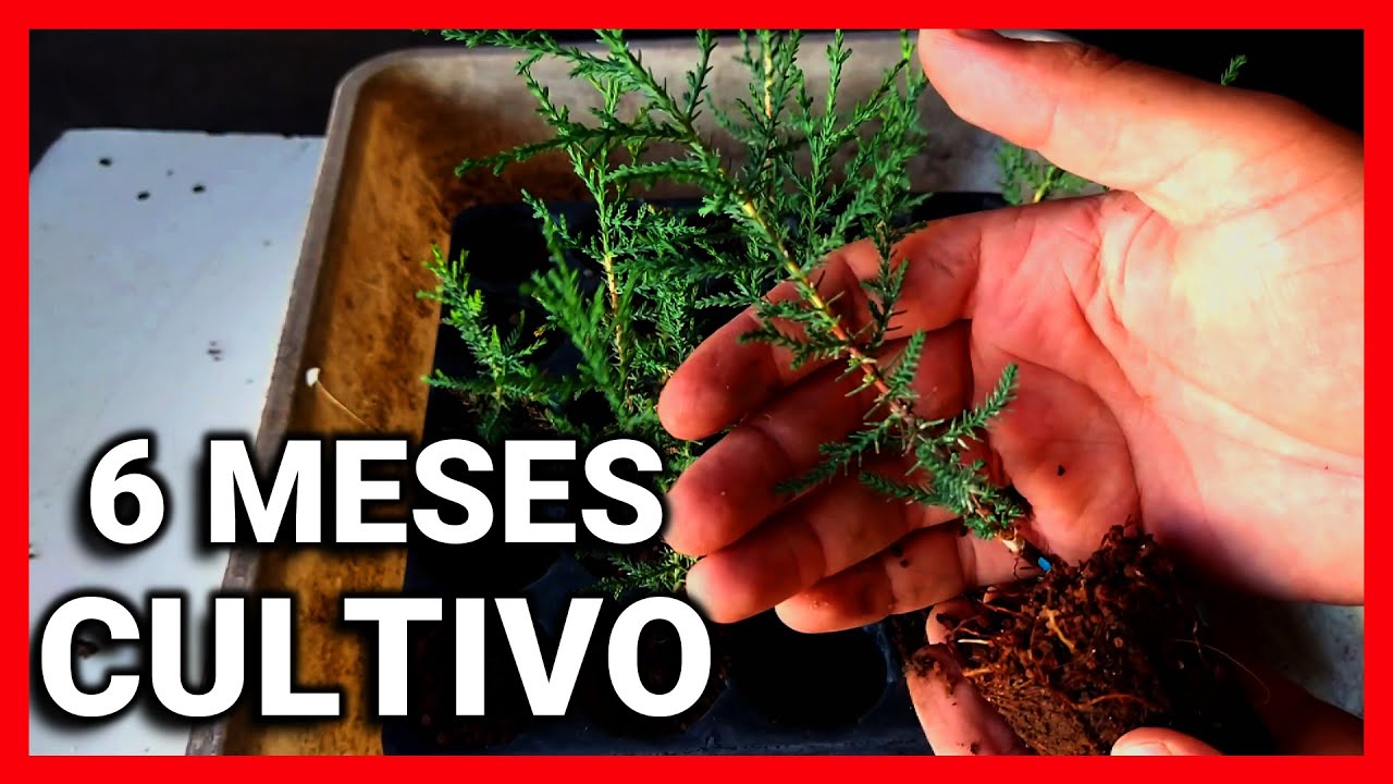 🌲 COMO TRASPLANTAR CIPRES DE PLANTINES EN OTOÑO🌲 futuros bonsái desde semilla CONSEJOS DE CULTIVO