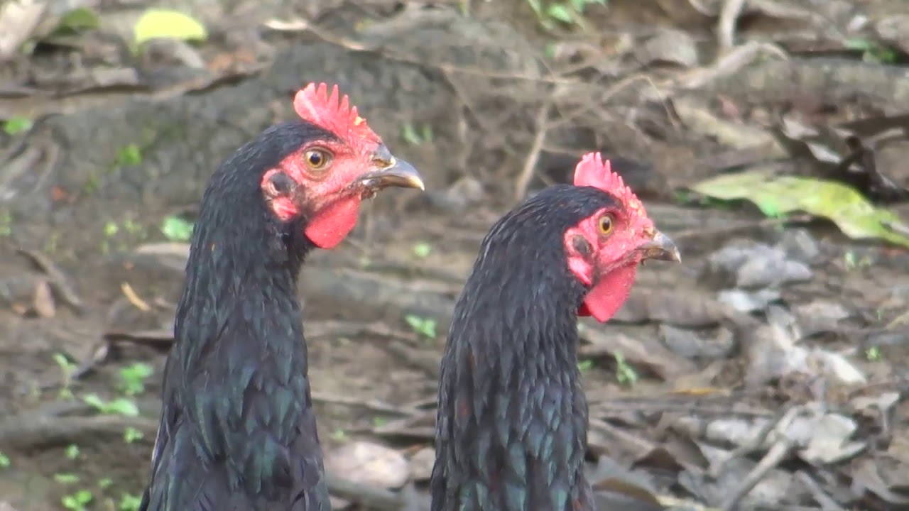 Baixada animal