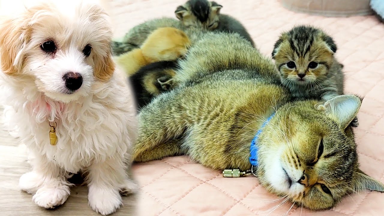 Смешной щенок насмотрелся на то, как мама-кошка кормит котят, и сам проголодался.