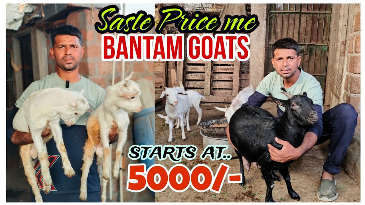 Sasbse Saste Bantam goats at Star Goat Farm Aurangabad