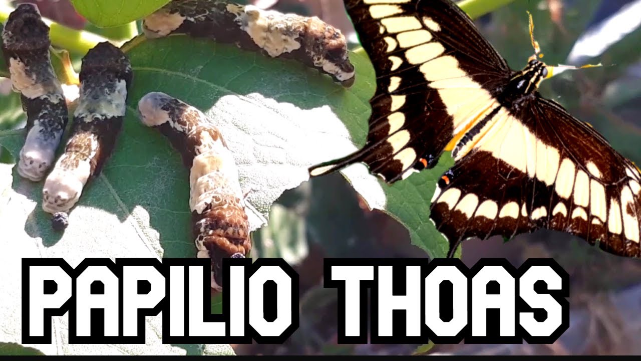 Tomar una dura decisión para preservar la mariposa  Papilio thoas AGRICULTURA ORGANICA