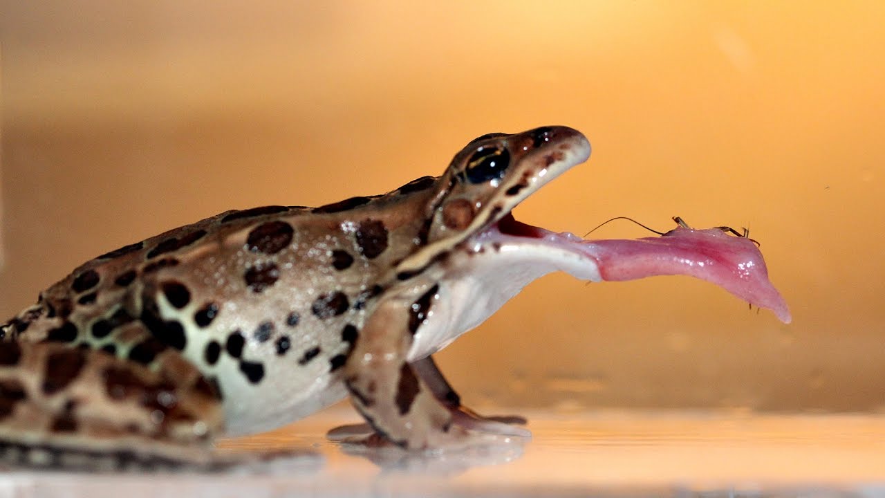 The Secret to the Stickiness of Frog Spit