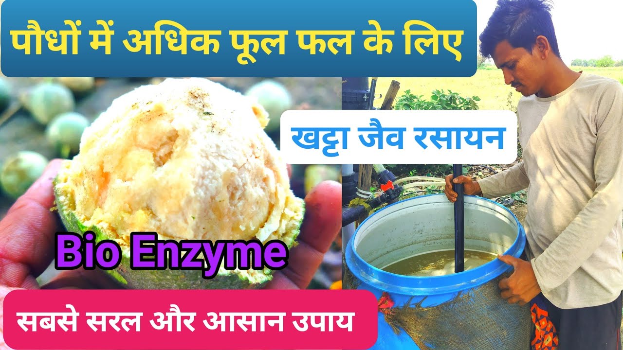 पौधों में अधिक फूल फल बड़ाने बाला सबसे सरल फार्मूला। Bio Enzyme।@TarachandBelji