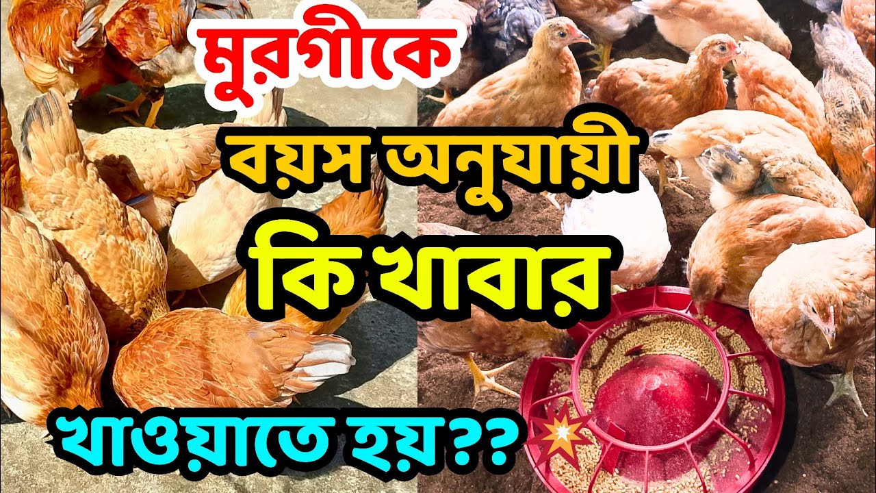মুরগীকে কোন বয়সে কী খাবার খাওয়াতে হবে??💥💥