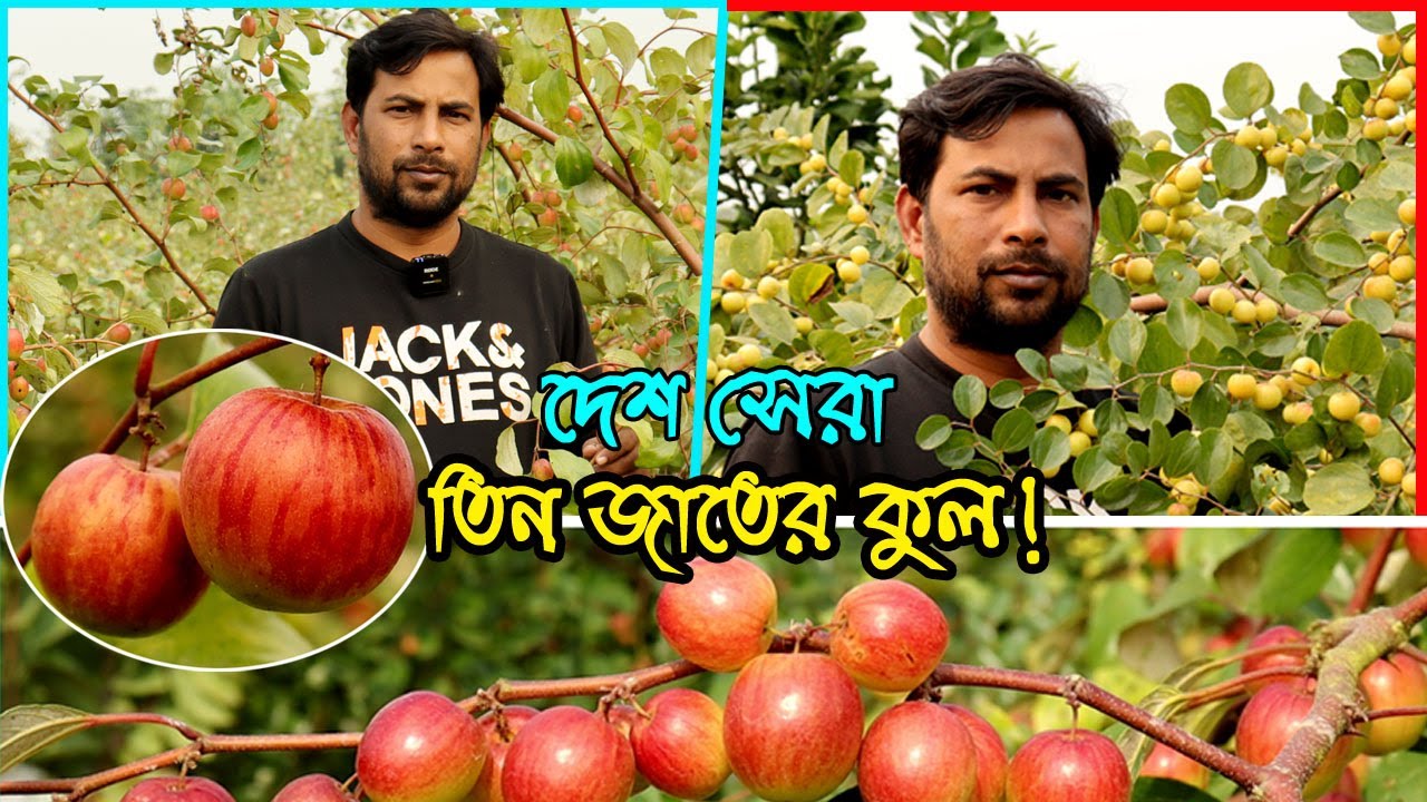 দেশের সেরা ৩ জাতের কুল চাষে সফল মফিজুর রহমান | উদ্যোক্তার খোঁজে