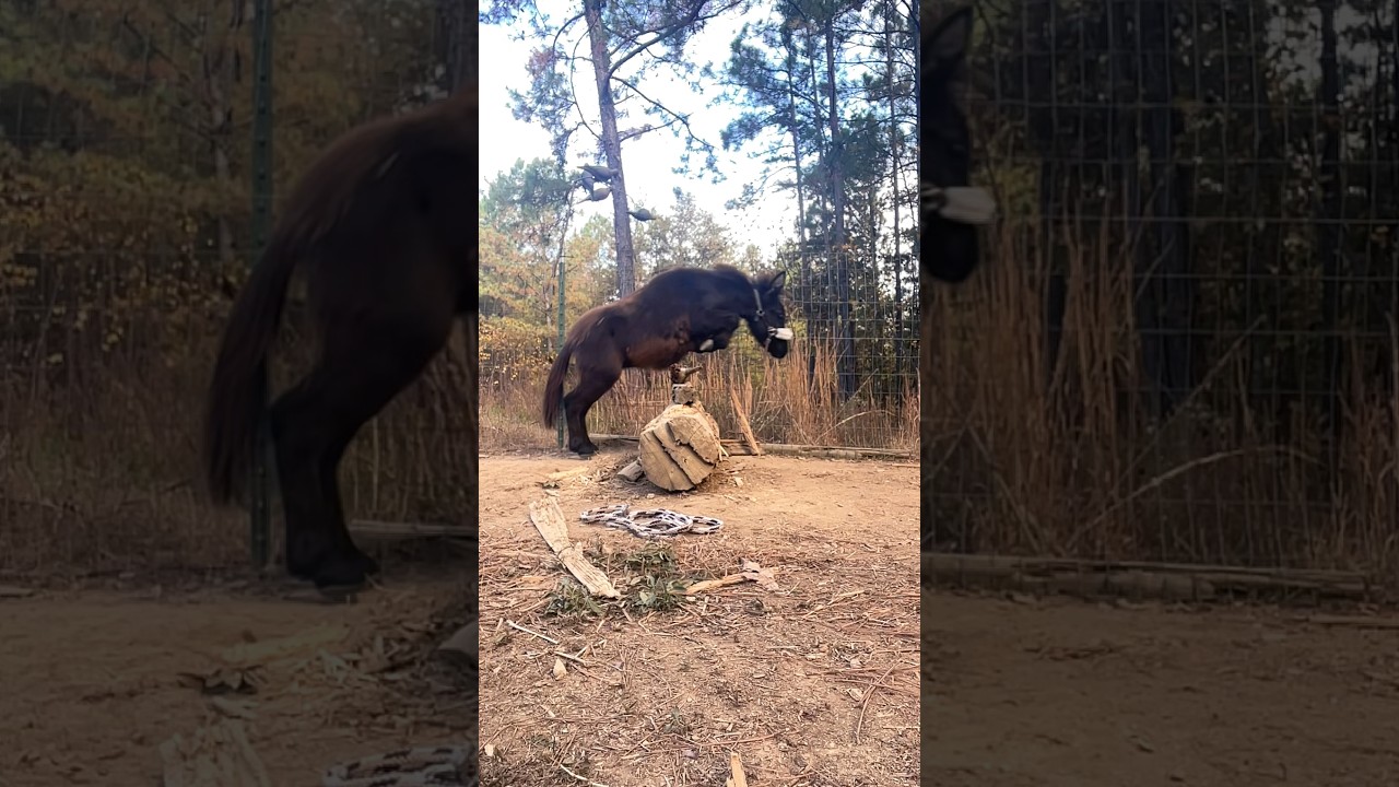 Mini mule jumping ?? 🥴 coming on 7 months ! #horse #mule#training #horseenthusiast #equestrian