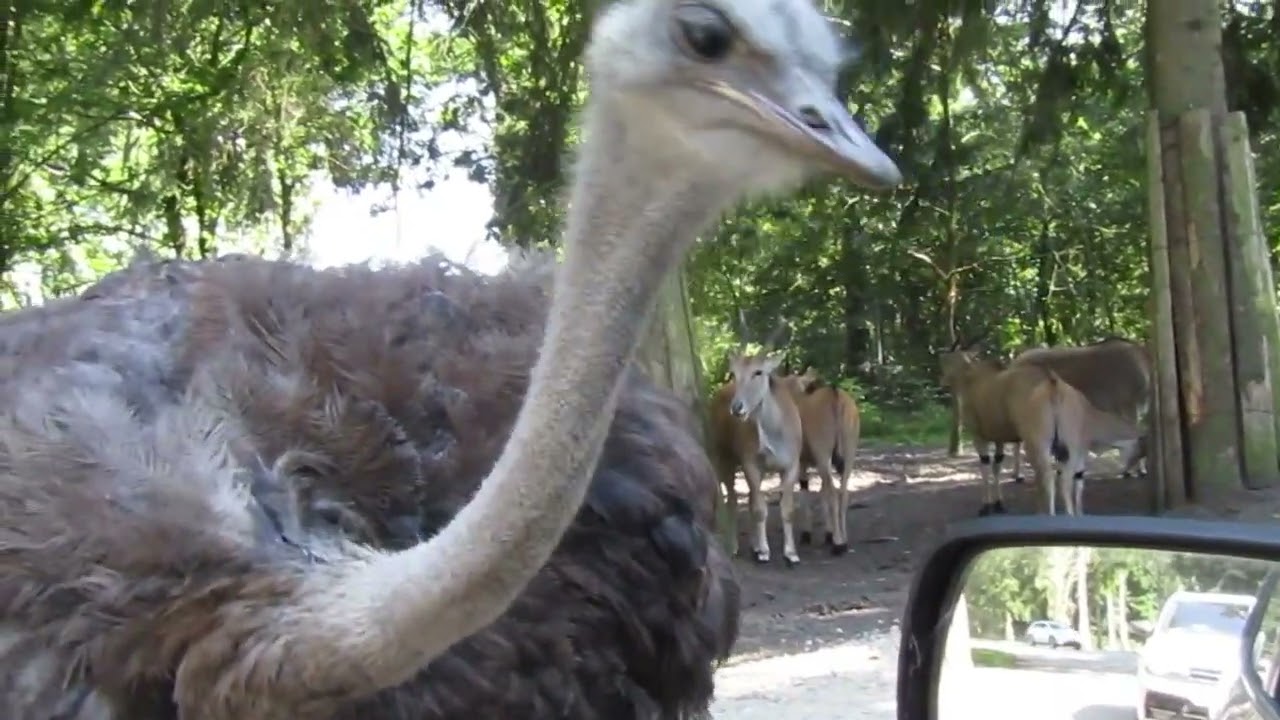 Givskud zoo