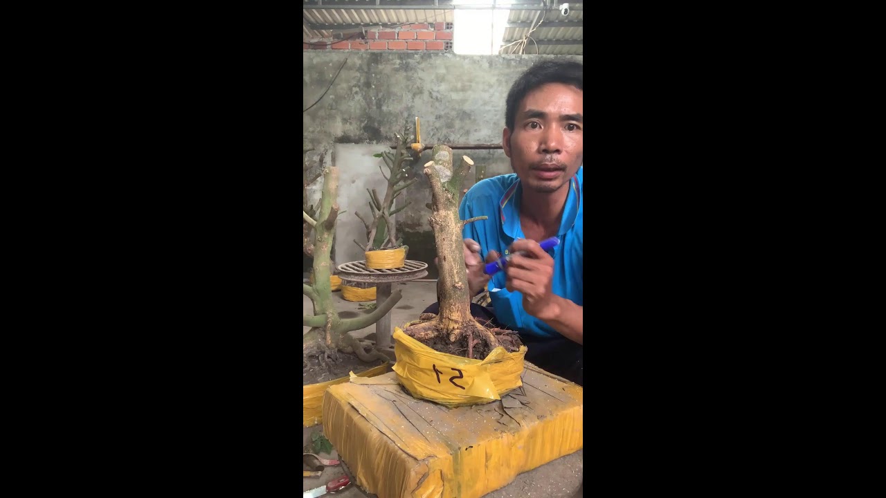 LIVE 🌼12:30 25/02 GL những phôi mai vàng giá vừa chơi 📞0971229910 Liêm