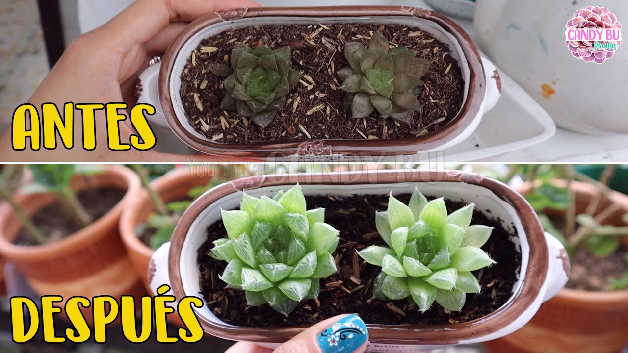 Cómo recuperar una suculenta deshidratada│Candy Bu