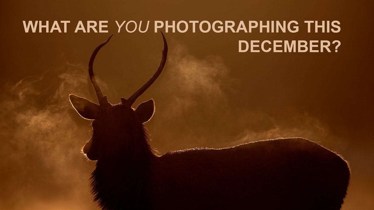Your December Inspiration & Camera Tips