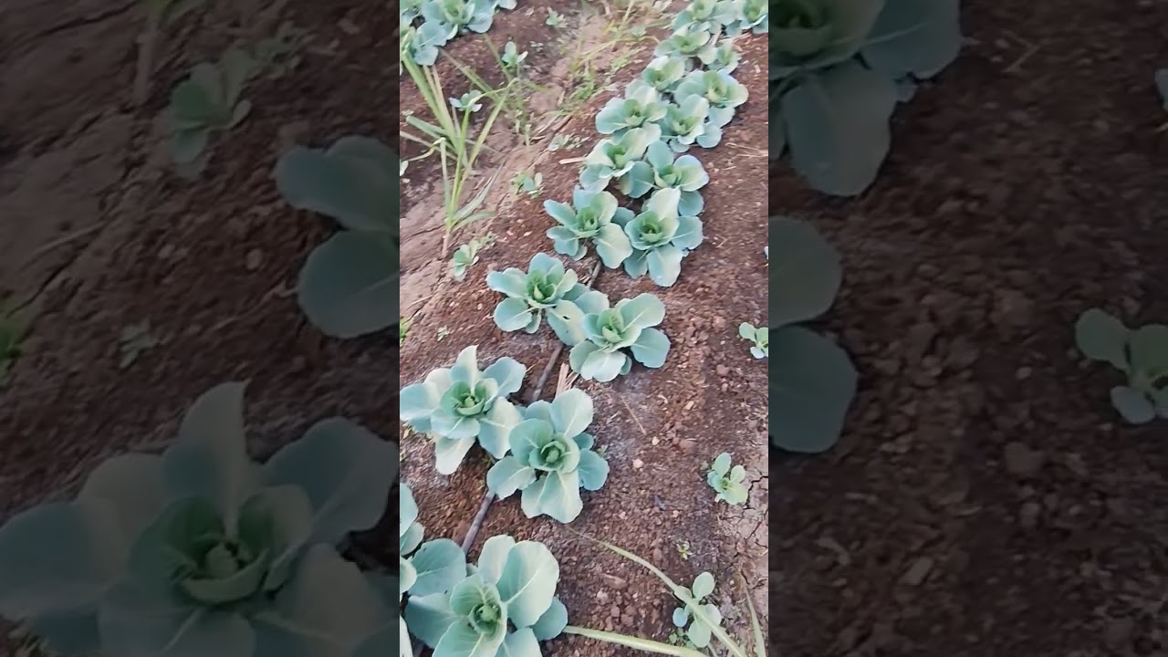 Cabbage farming 