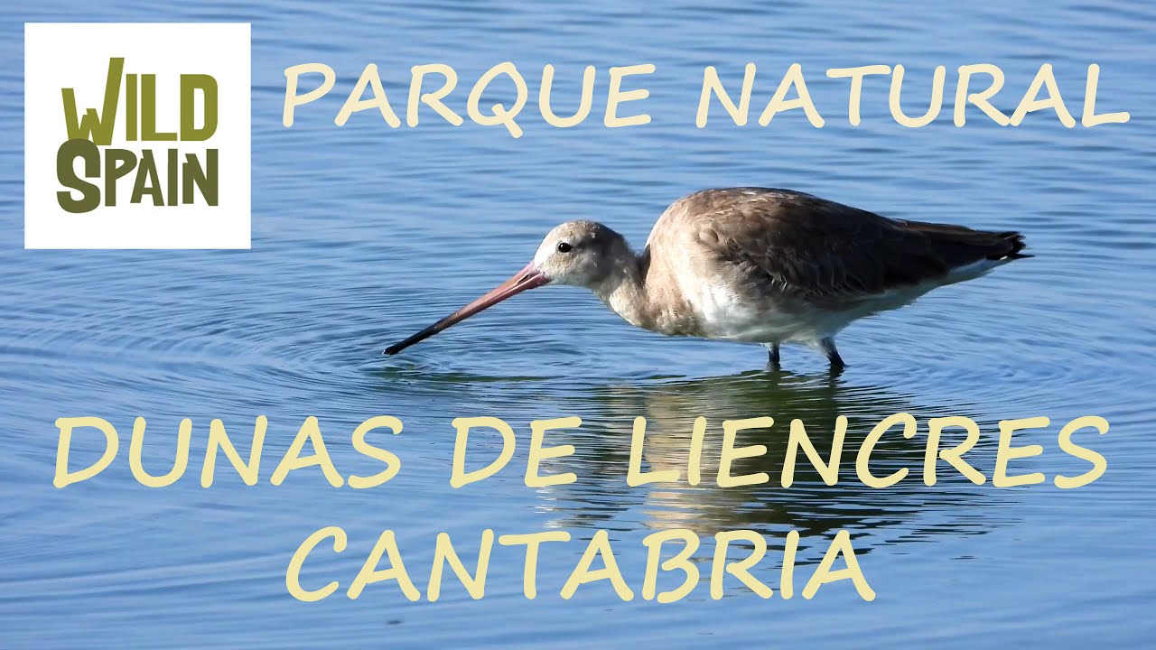 Wild Spain - Cap&iacute;tulo 46 - Parque Natural Dunas de Liencres, Cantabria.