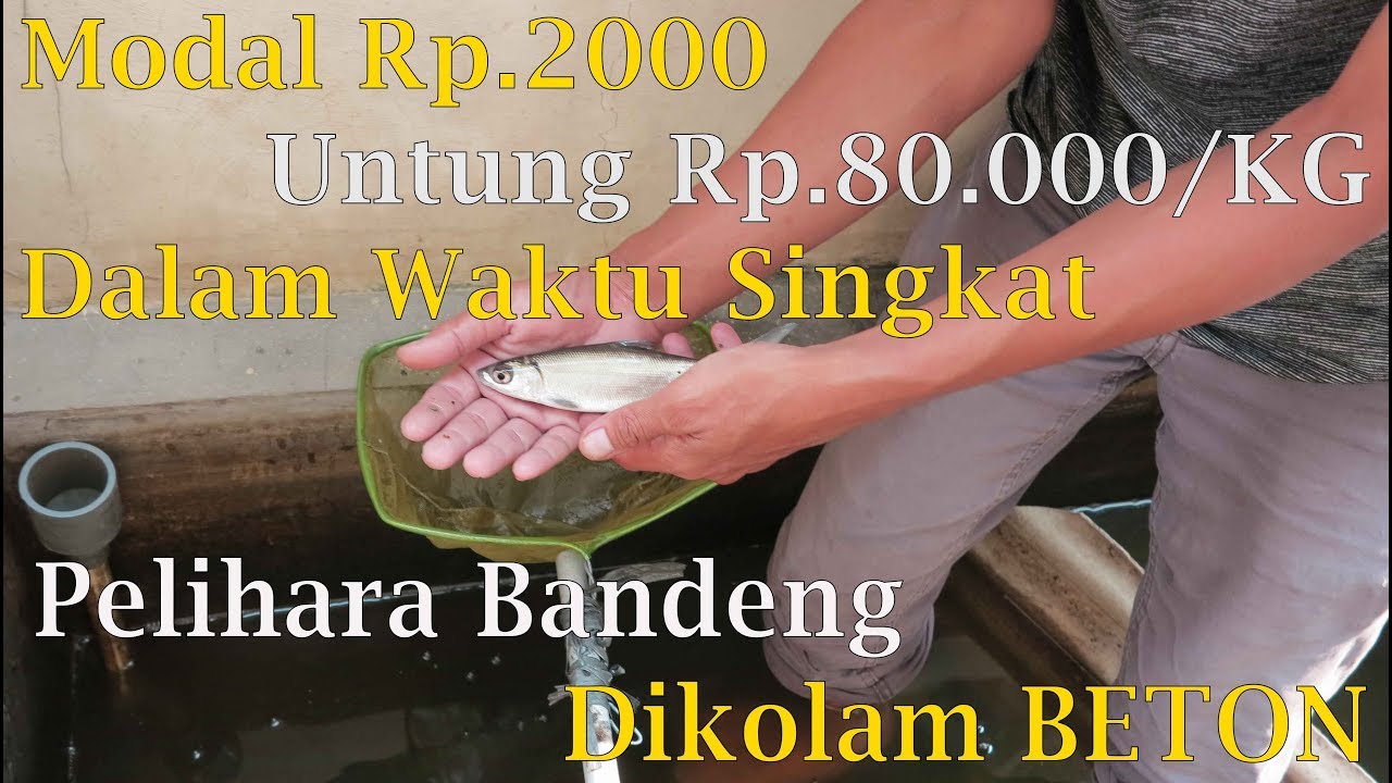 Budidaya Bibit Ikan Bandeng Air Asin Ke Air Tawar DiKolam Beton