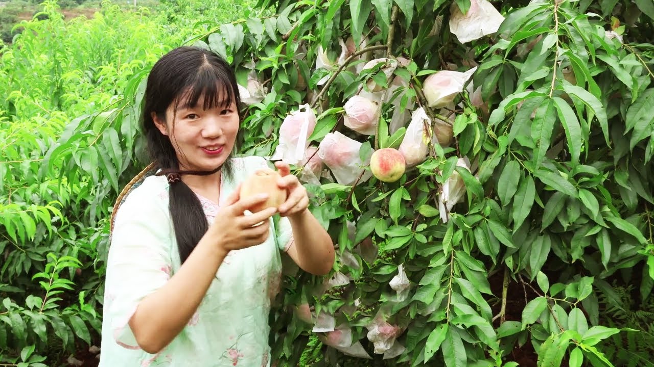 30元的桃子買不起飛機票，8元的葡萄想坐飛機出村，美夢能成真？ 【燕麥行遊】