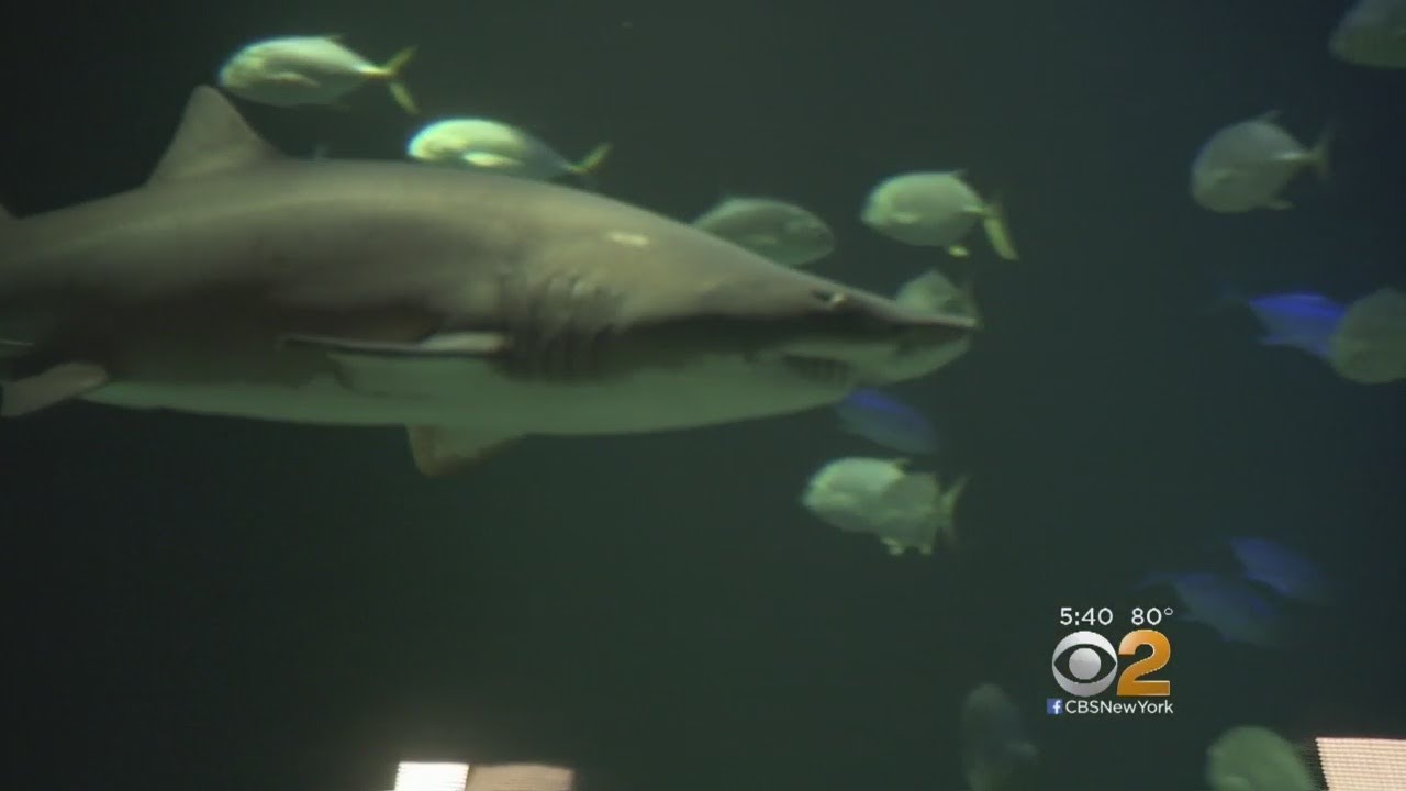 New Shark Exhibit At The New York Aquarium