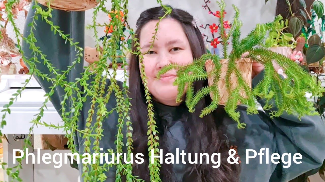 Phlegmariurus 💚 | Meine Pflegetipps und Haltung 🌱