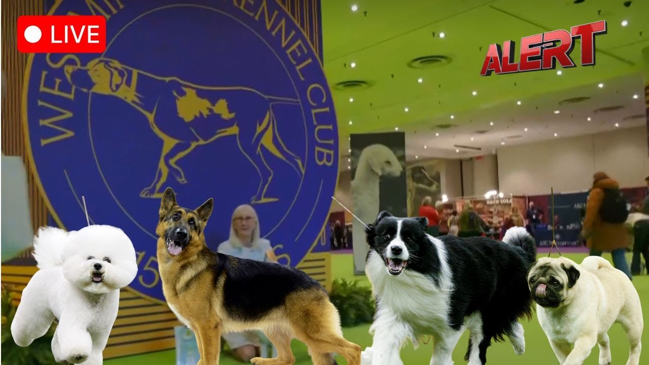 LIVE: 150th Westminster Kennel Club Dog Show Begins in New York City | Cute Animals | ALERT News