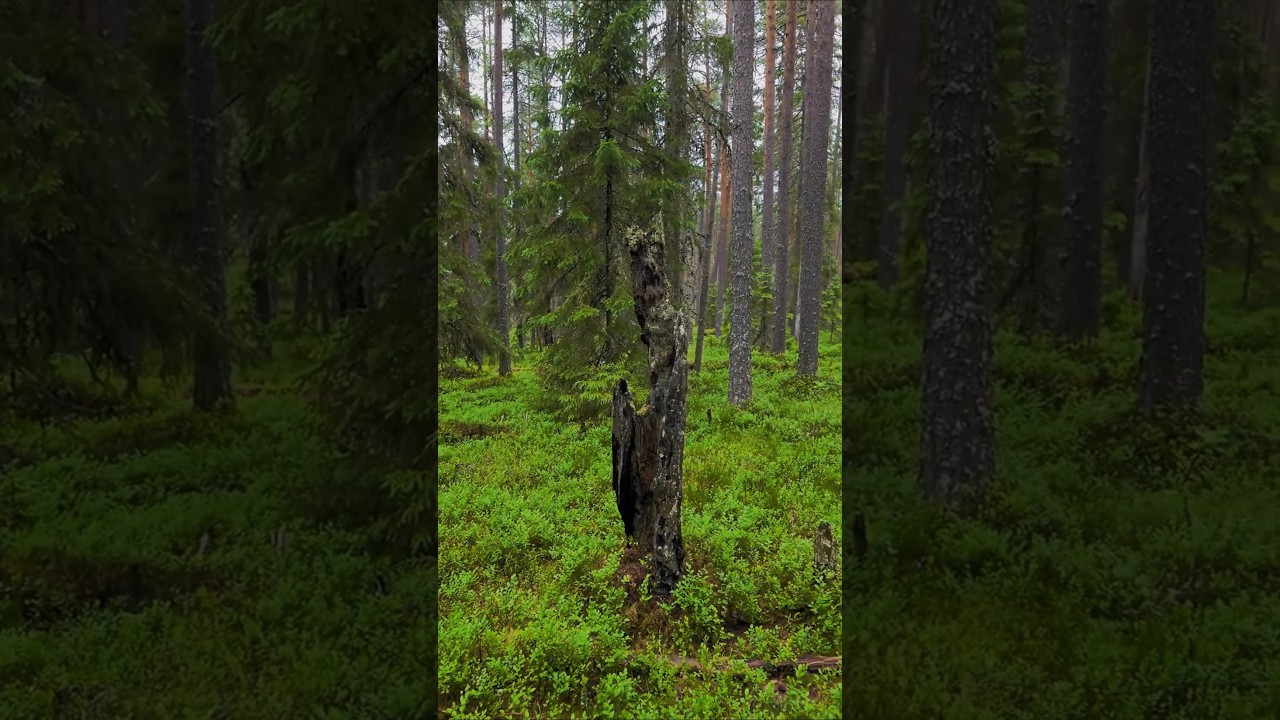 Pyhä-häkki Luonnon voimaa 