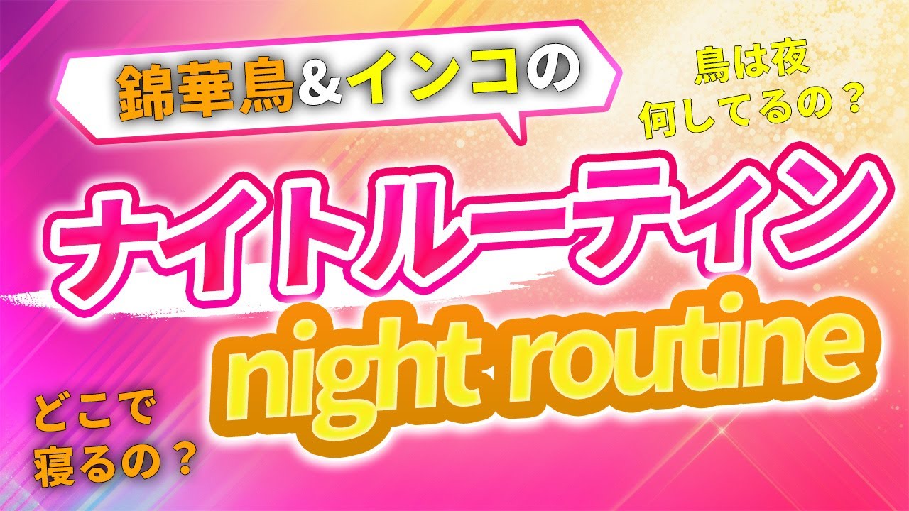 夜のルーティン公開します！ #ペット#キンカチョウ #セキセイインコ
