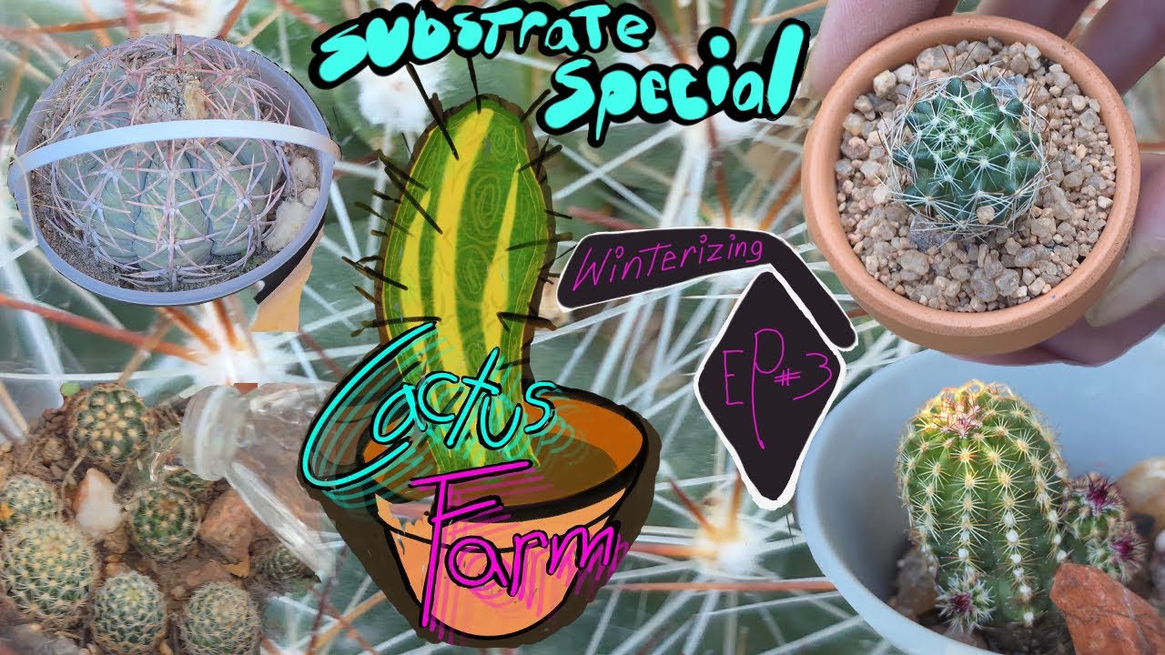 Winterizing Minerals Prevent Spring Root Rot on the Cactus Farm Ep3 False Winter New Minerals