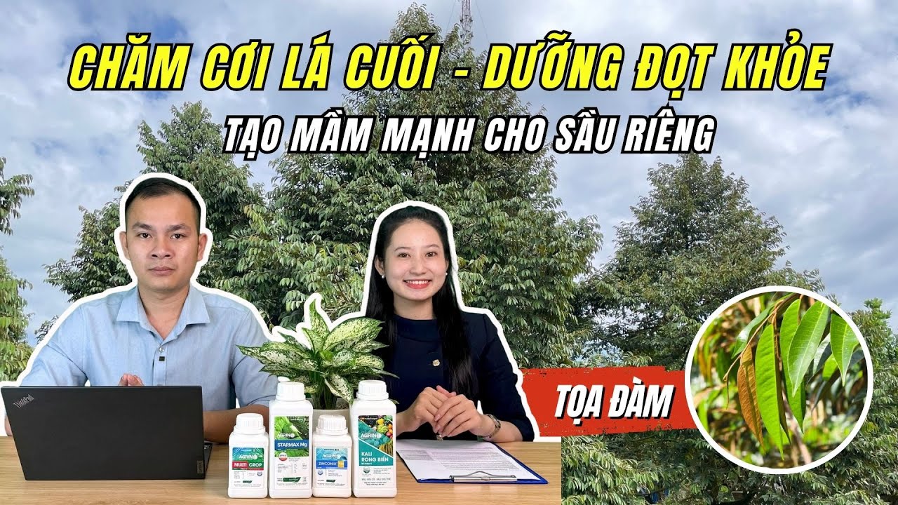 Bí quyết CHĂM CƠI LÁ CUỐI - DƯỠNG ĐỌT KHỎE: Chuẩn bị Tạo mầm mạnh cho sầu riêng