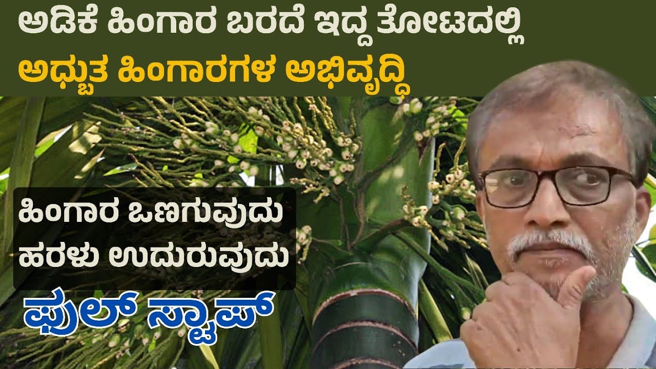 ಅಡಿಕೆ ಹಿಂಗಾರ ಬರದೆ ಇದ್ದ ತೋಟದಲ್ಲಿ ಅಧ್ಬುತ ಹಿಂಗಾರಗಳ ಅಭಿವೃದ್ಧಿ - 6362160401