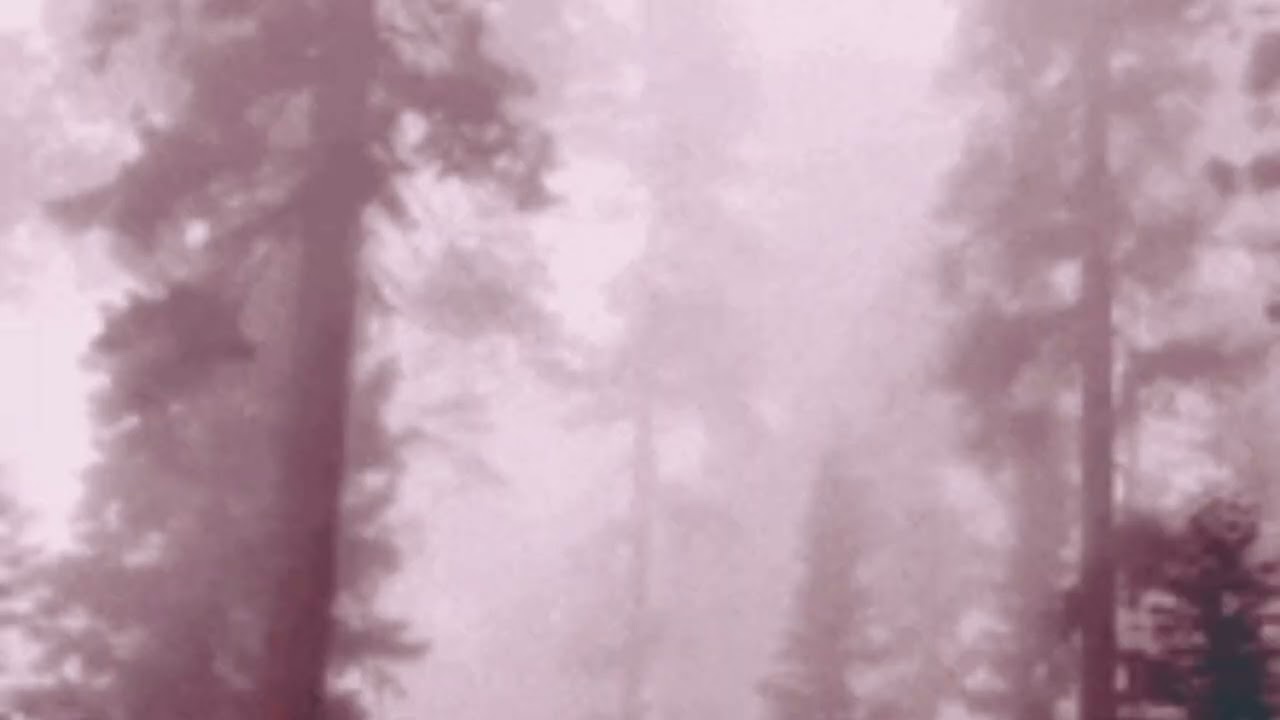 Sylvian - #aokigahara #youreyes