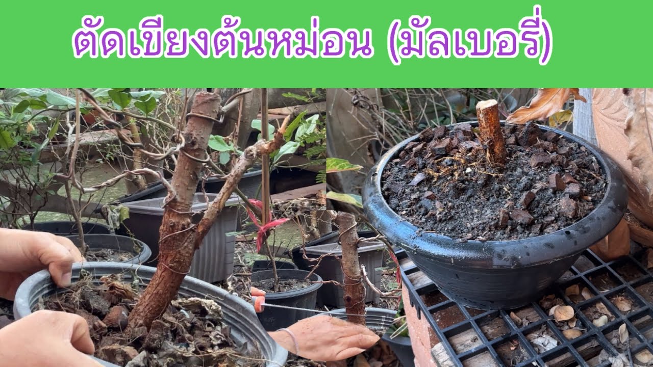 ตัดทดต้นหม่อนเพื่อรอสร้างใหม่ | Prune the mulberry tree.