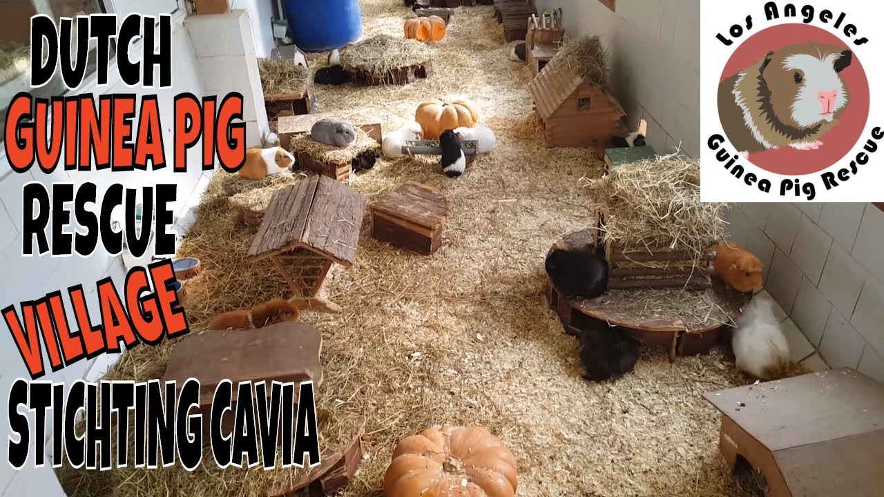 Saskia Visits Stichting Cavia Guinea Pig Village in the Netherlands