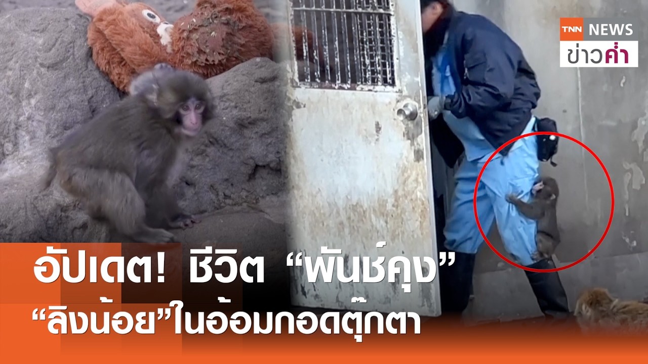 อัปเดต! ชีวิต “พันช์คุง” “ลิงน้อย”ในอ้อมกอดตุ๊กตา | TNN ข่าวค่ำ | 20 ก.พ. 69
