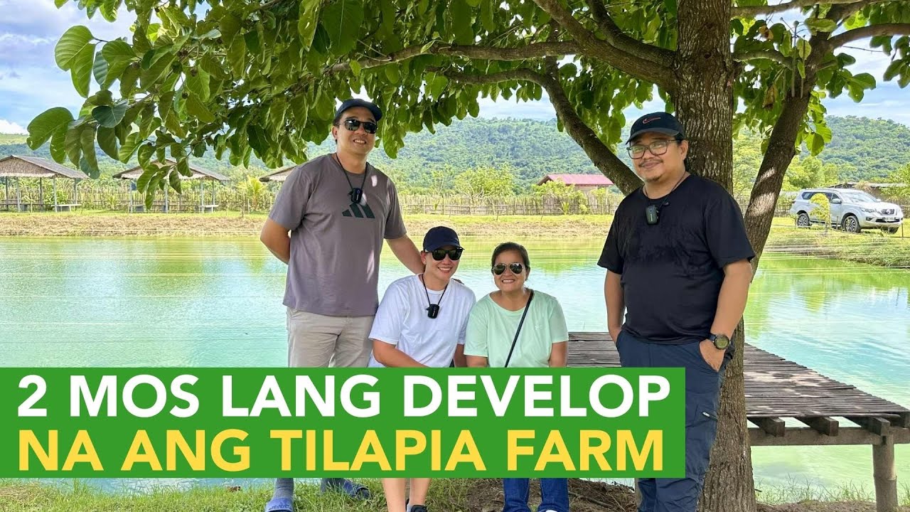 2 Months lang Develop na ang Tilapia Farm, Harvest na Pagdating ni Hubby from Dubai!