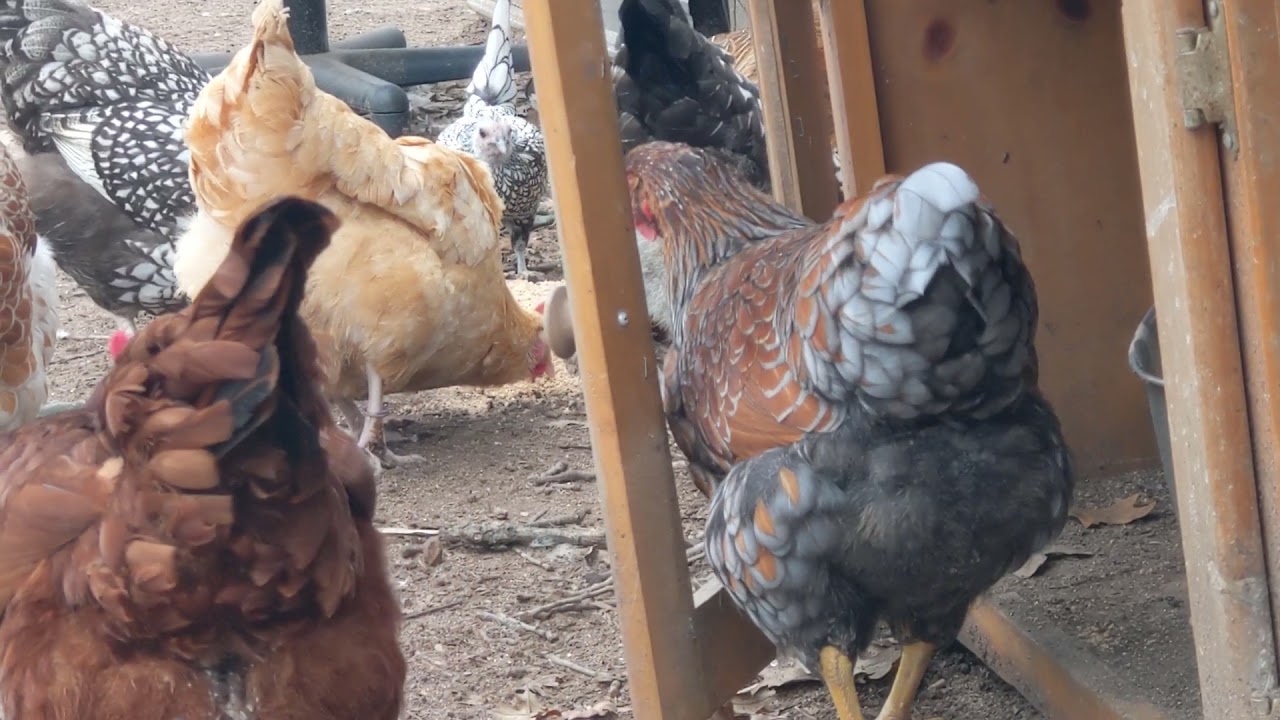Blue Laced Red Wyandotte Hens with Buff Orpingtons, Rhode Island Reds, and a Frizzle