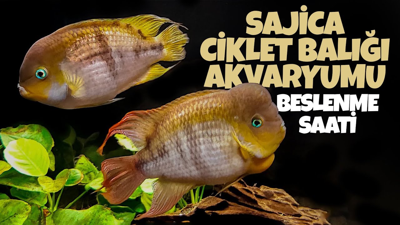 Sajica Cichlid Akvaryumu | Yüzlerce Yavrulu Bir Balık Çiftinin Beslenmesi