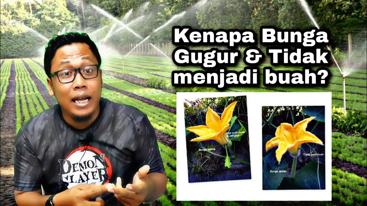 5 Punca Utama Kenapa Bunga Selalu Gugur & Gagal Menjadi Buah