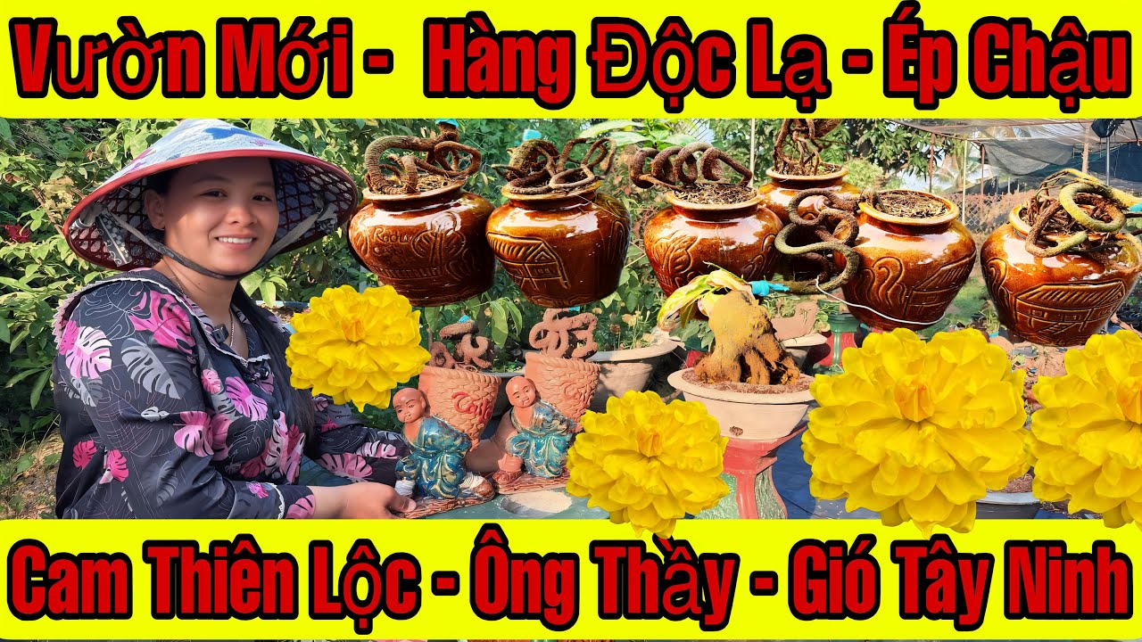 17/3☎️0332979599☎️🌲Mai Vàng Giá Rẻ🌲Cam Thiên Lộc-Gió Tây Ninh-Giảo Ông Thầy-Bình Lợi-Ngọc Toàn…🌲