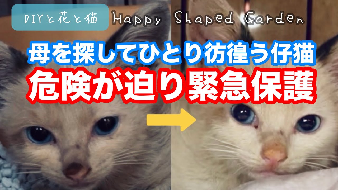 【野良猫・子猫・緊急保護】母猫を探して泣きわめき彷徨う子猫を緊急保護・雨上がり土ホコリに汚れノミやダニに取りつかれw 初めてのお風呂に入浴してシャンプーをしたら何ということでしょう！