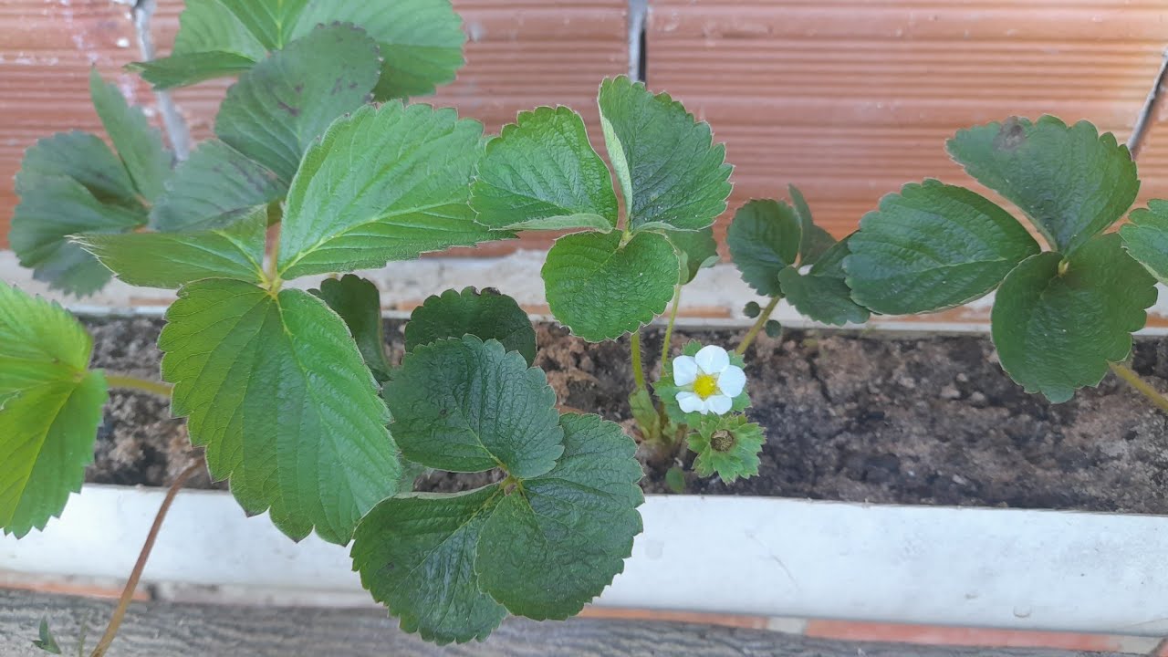 🍓🍓Plantando mudas de morango em cano de pvc 🍓🍓🍓😊😊