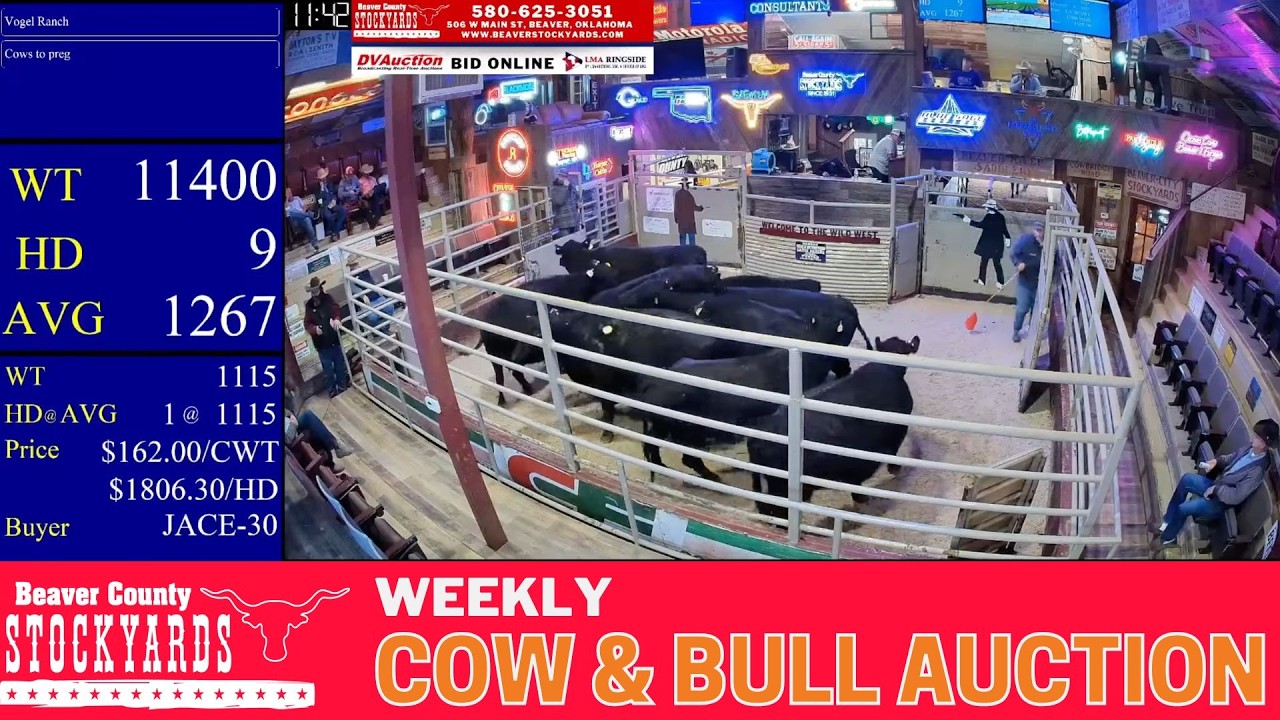 Western Oklahoma Cow & Bull Trade LIVE | Beaver County Stockyards Auction | Feb 16, 2026