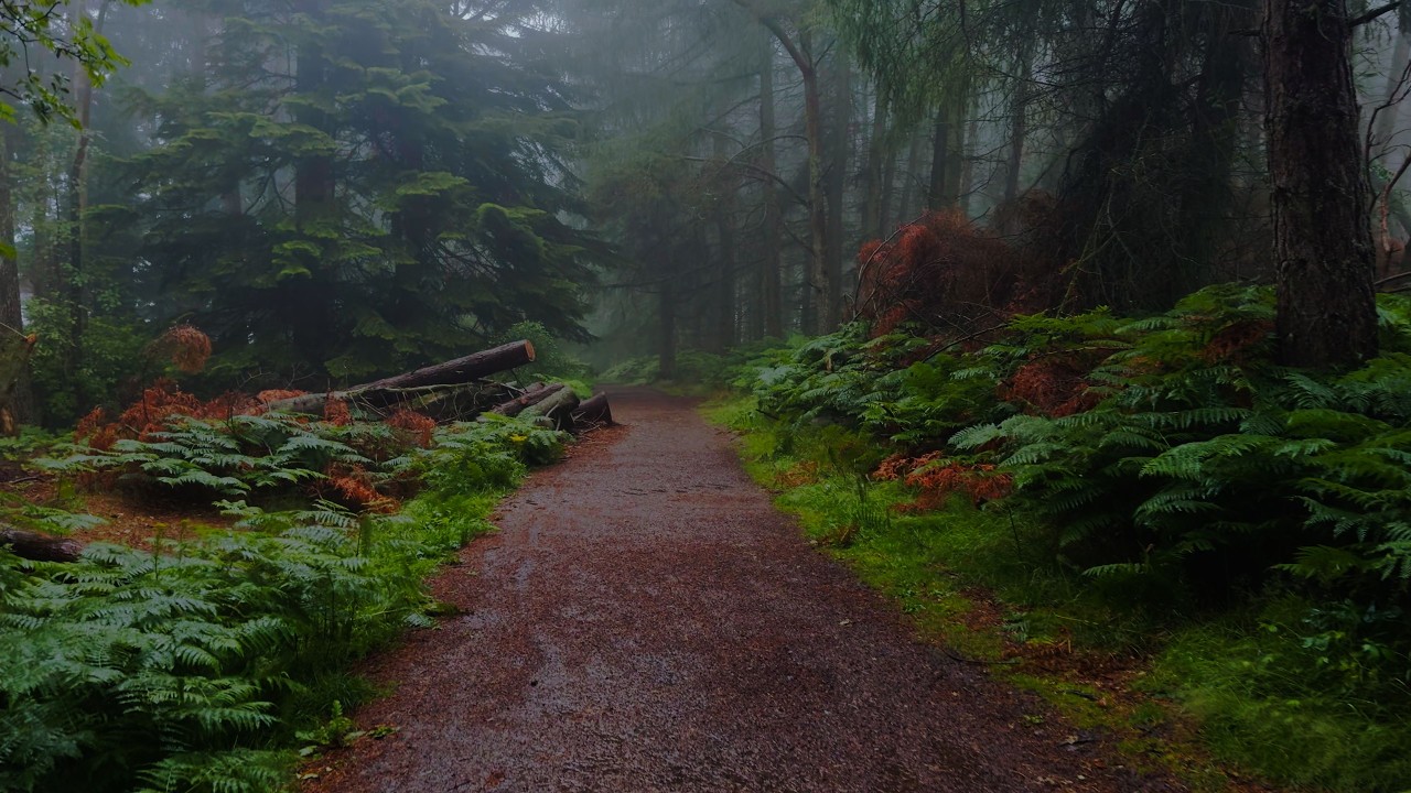 Relaxing Walk in the Rain through Misty Woods | Binaural Audio of Rainfall for Sleep