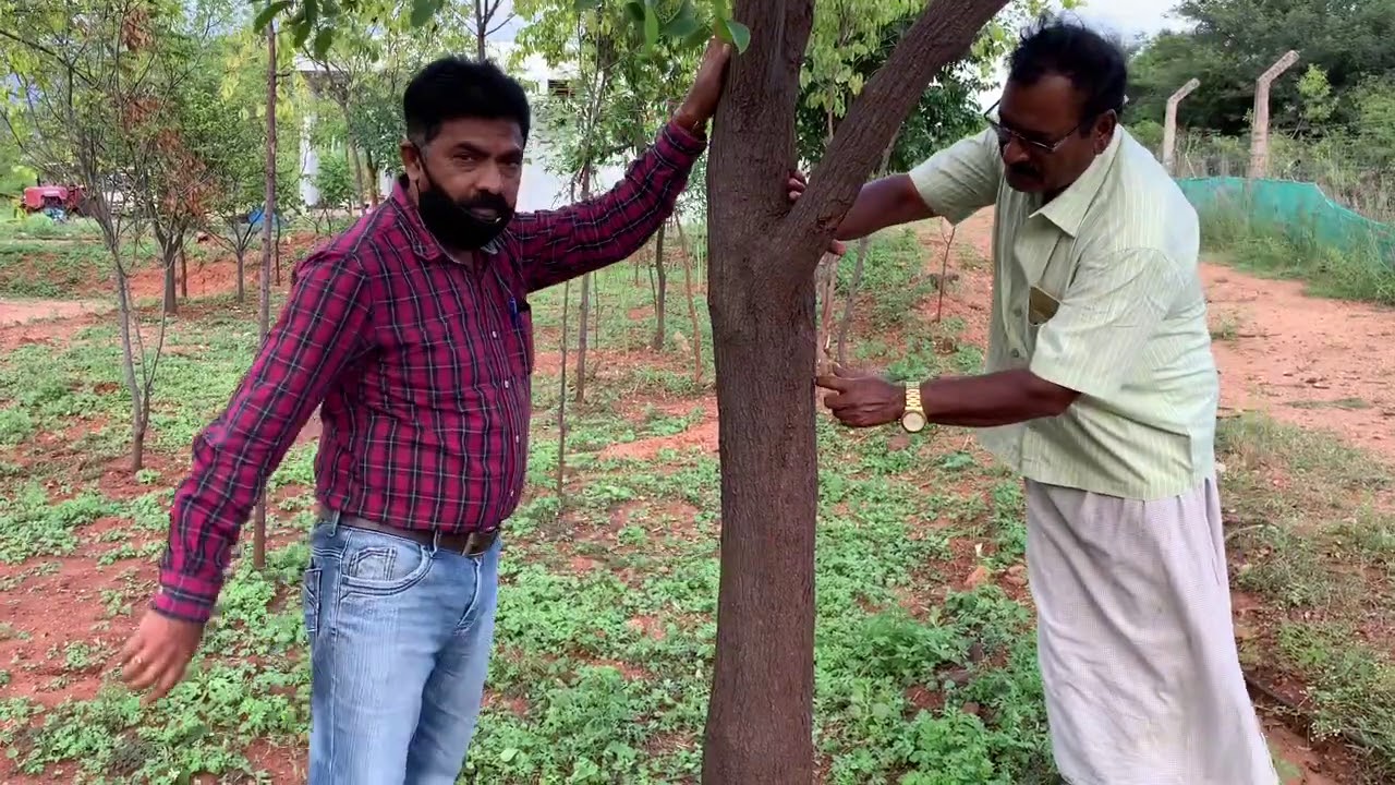 10 Year Sandalwood Tree Analysis