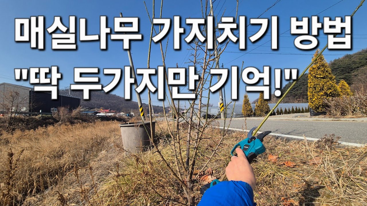 매실나무 가지치기 방법? 이것 2개만 기억하면 끝!  매실나무 묘목 심는 최적의 시기는?
