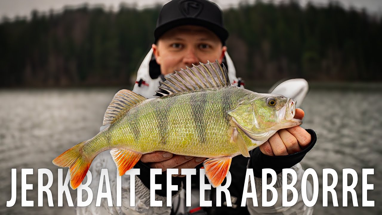 Viktor Tipsar: Jerkbait efter abborre på vintern!