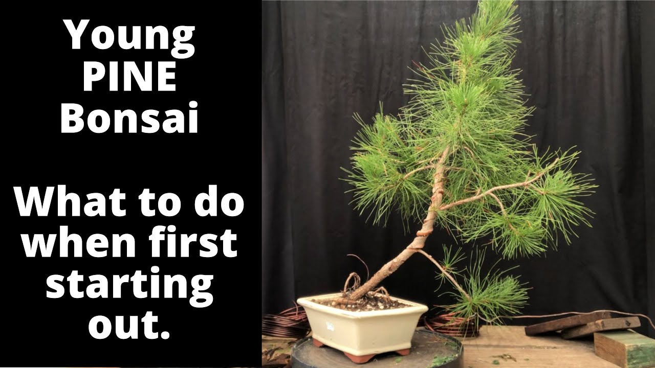 Young pines for bonsai What to do when first starting out with Pines Beginners information