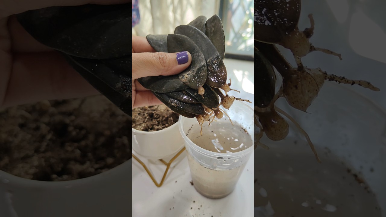 easy to grow, black ZZ plant propagation #gardentips #indoorplants