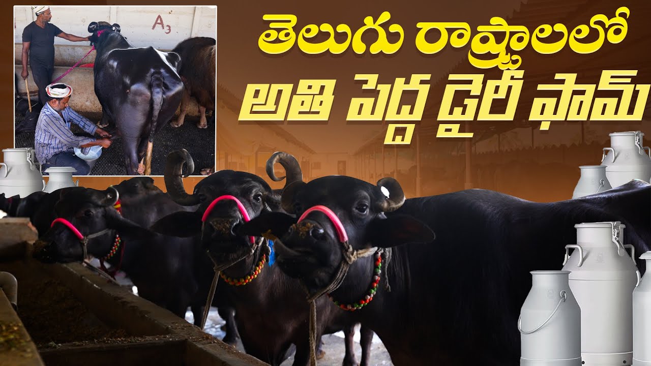 successful diary Farm in telugu | తెలుగు రాష్ట్రాలలో అతి పెద్ద డైరీ ఫామ్ | karshakavani
